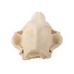 3D-printed fox skull for self-painting (16cm)